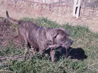 rustic cane corso